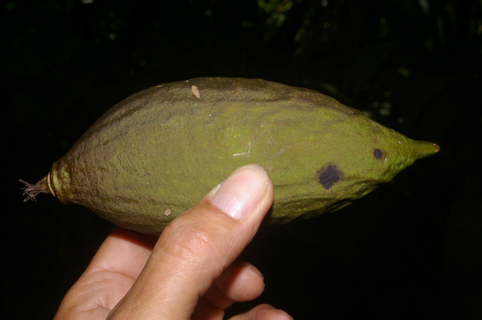 Amphitecna gentryi bark