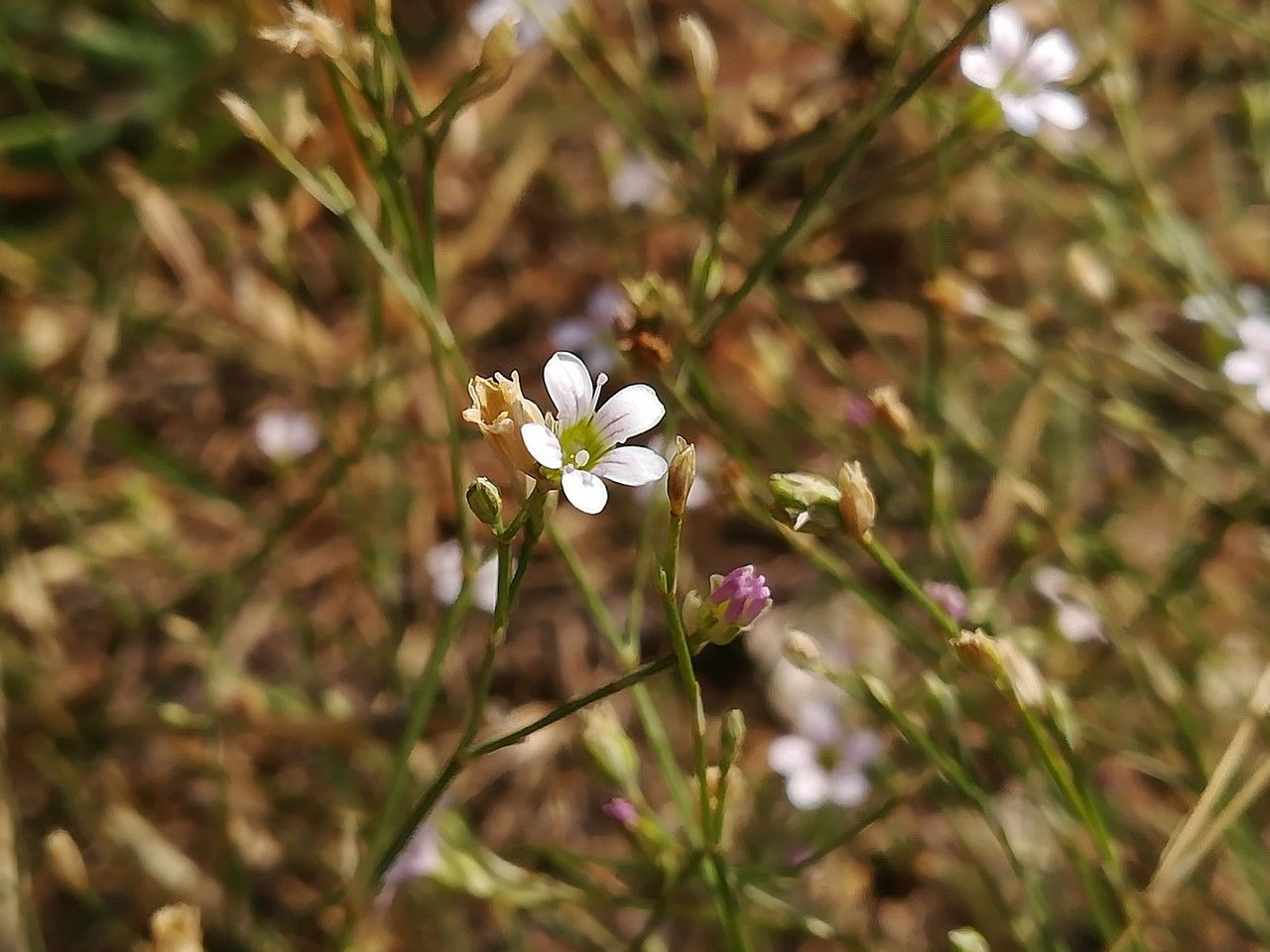 Petrorhagia saxifraga flower