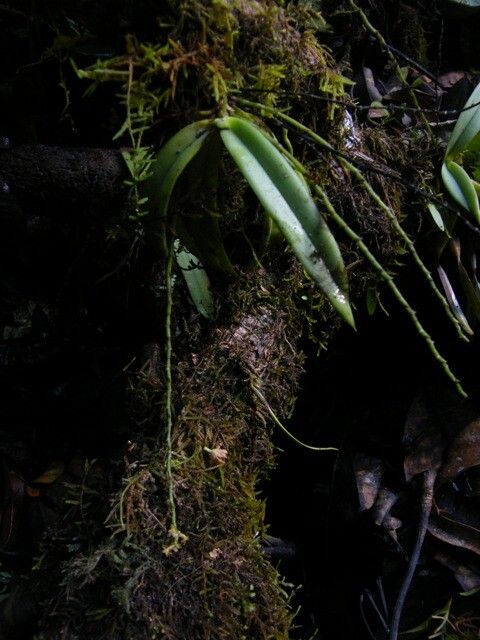 Diaphananthe letouzeyi habit