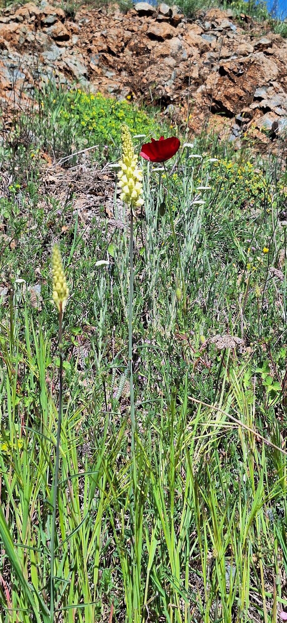 Linaria peloponnesiaca habit
