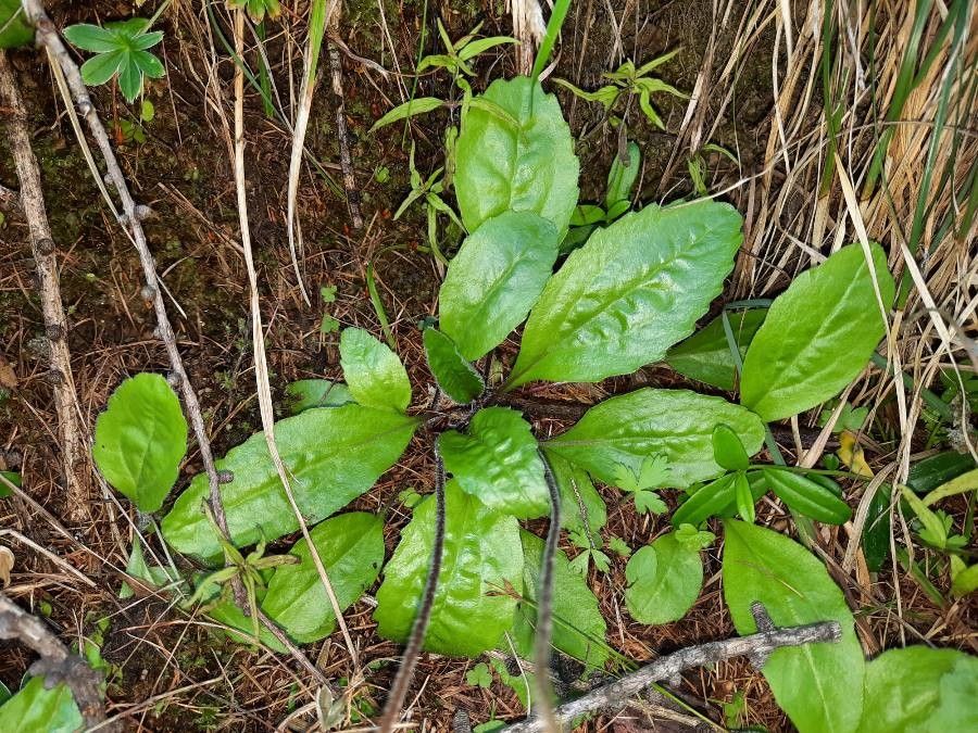 Bellidiastrum michelii leaf