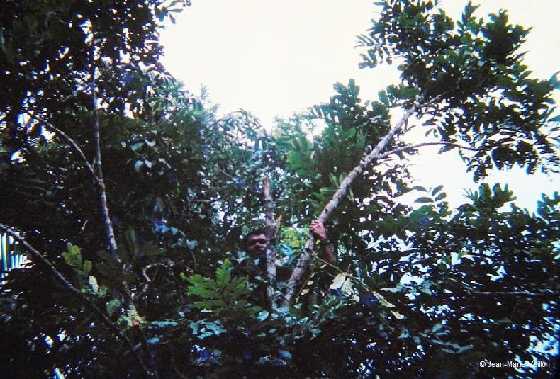 Dysoxylum kouiriense habit