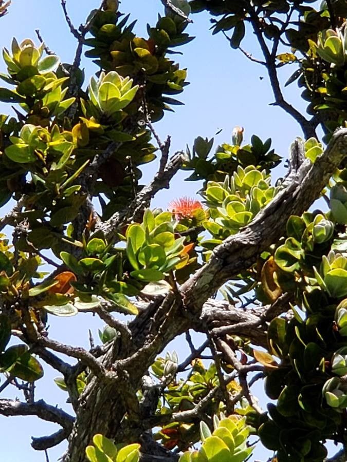 Purpureostemon ciliatus — houseplant care guide