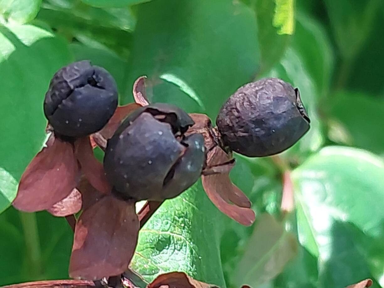 Hypericum × moserianum fruit