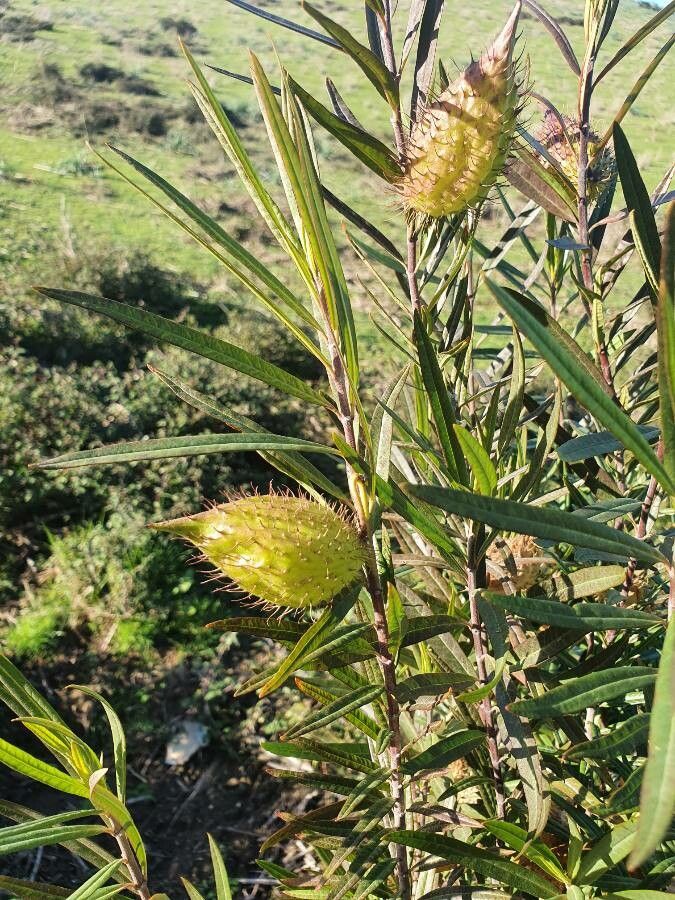 Gomphocarpus fruticosus fruit