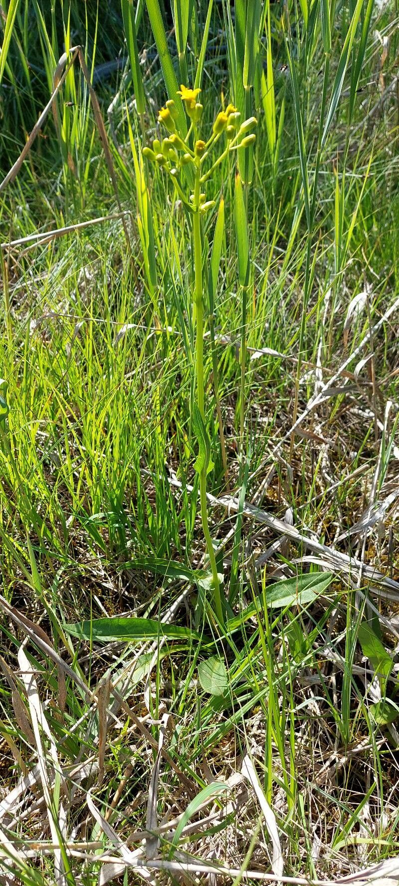 Senecio fontanicola habit