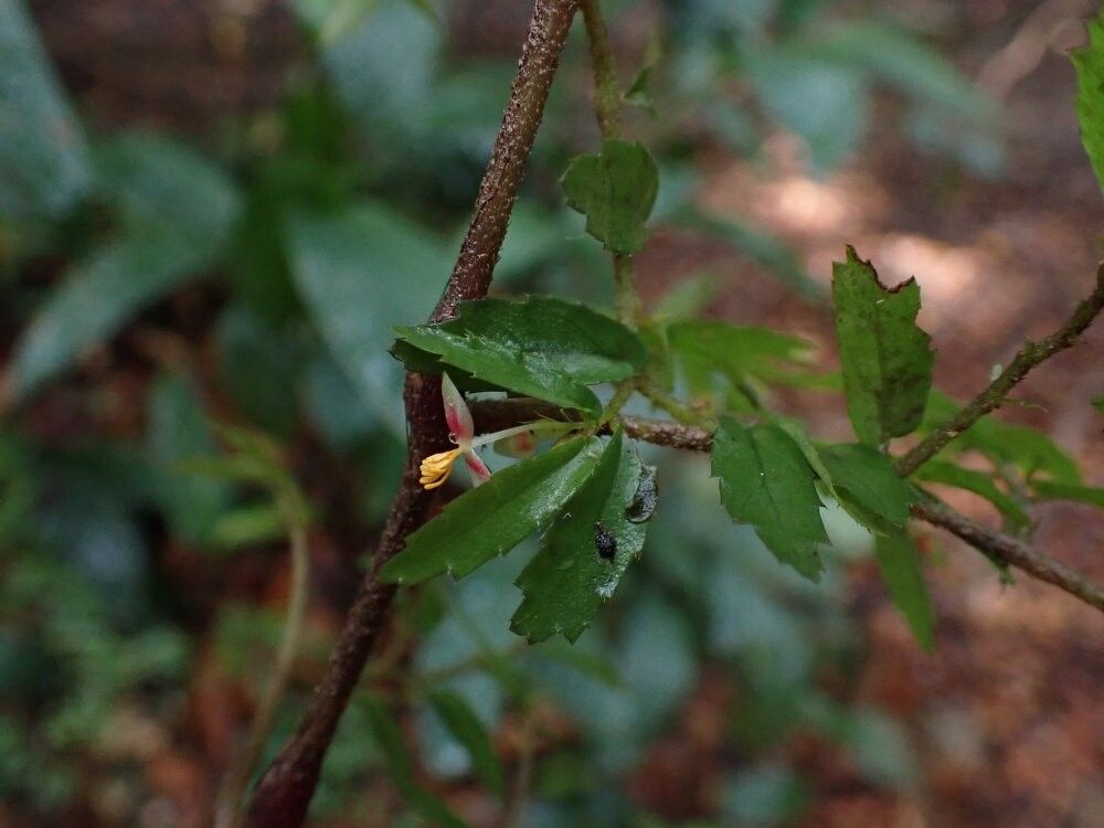 Begonia minutifolia — houseplant care guide
