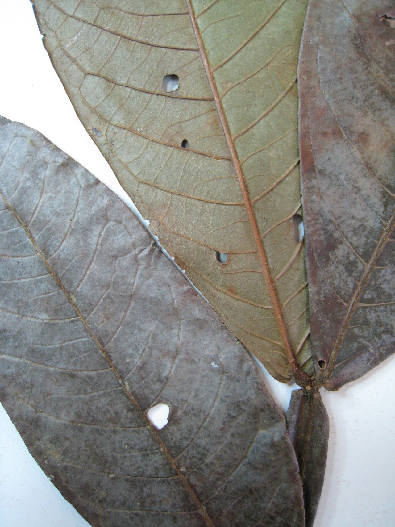 Inga grandiflora other