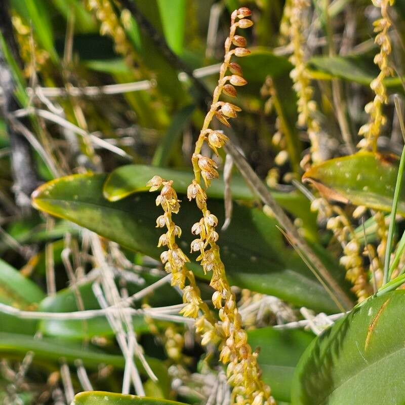 Stelis pardipes flower