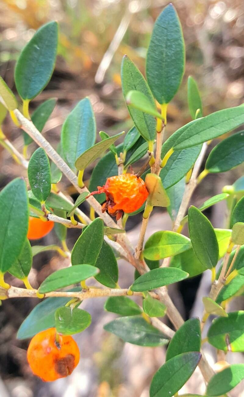 Myrceugenia chrysocarpa fruit