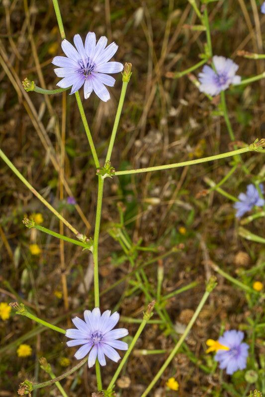 Cichorium pumilum habit