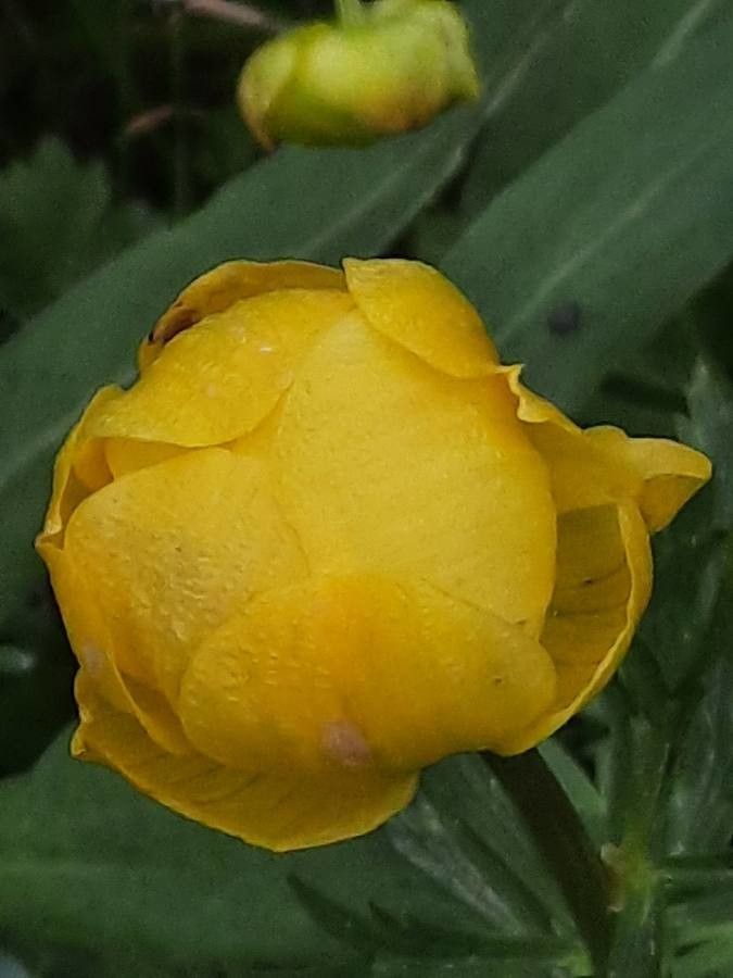 Trollius europaeus flower