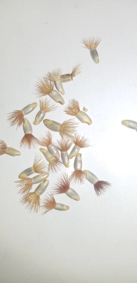 Centaurea diluta fruit