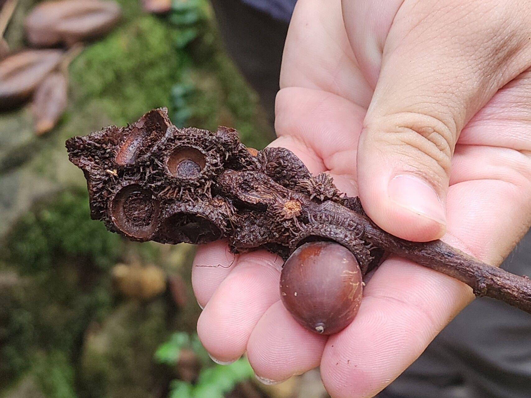 Lithocarpus haipinii fruit