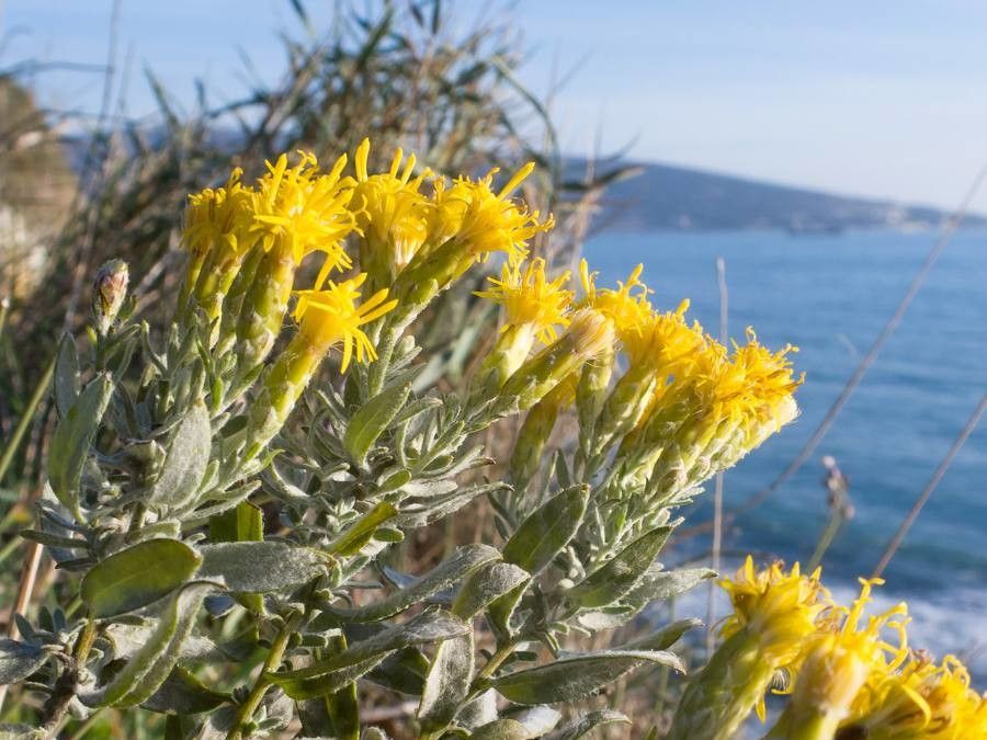 Galatella villosa leaf
