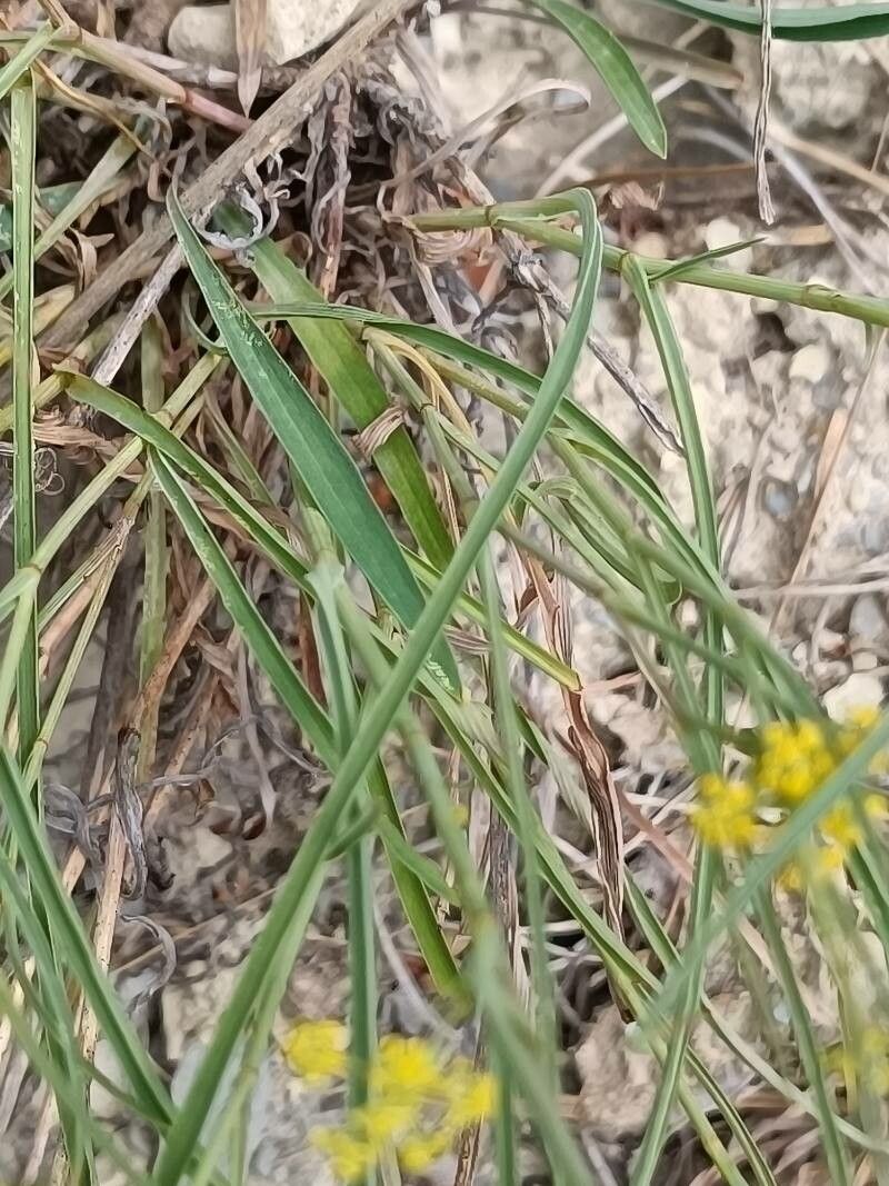 Bupleurum falcatum — search result for 'Bupleurum'