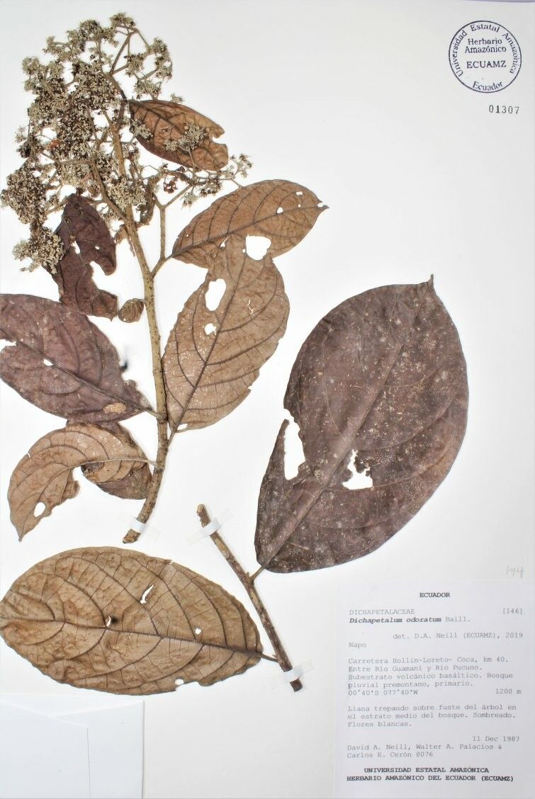 Dichapetalum odoratum — houseplant care guide