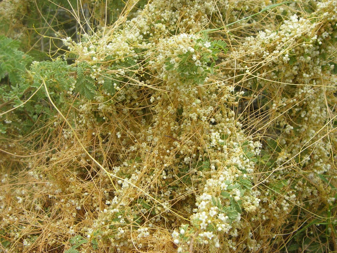 Cuscuta indecora habit