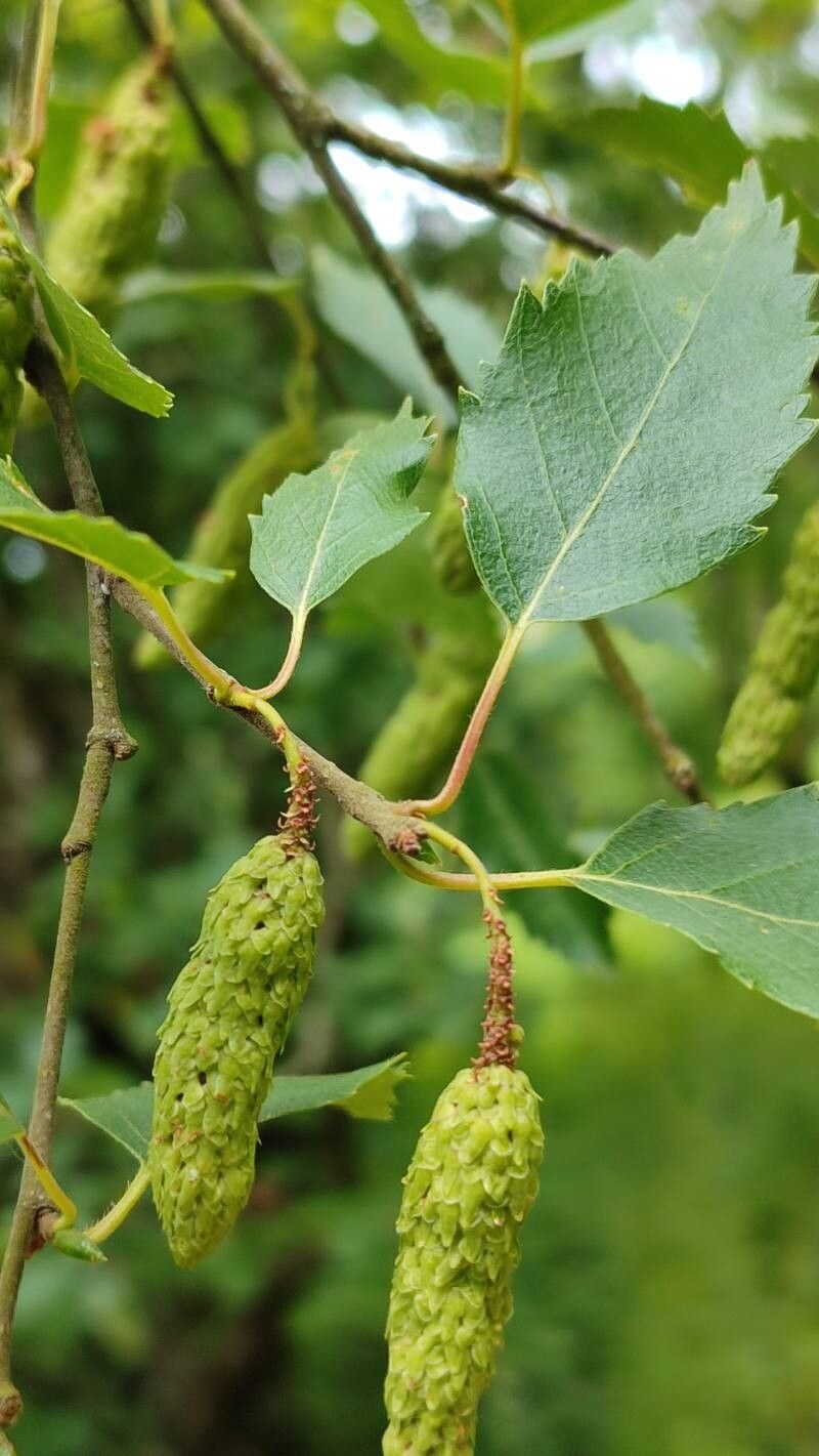 Betula tianschanica fruit