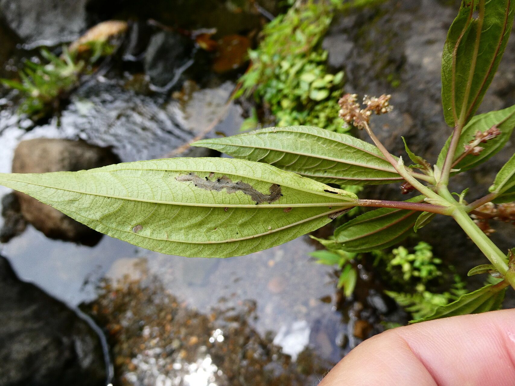Pilea forsythiana — search result for 'Pilea'
