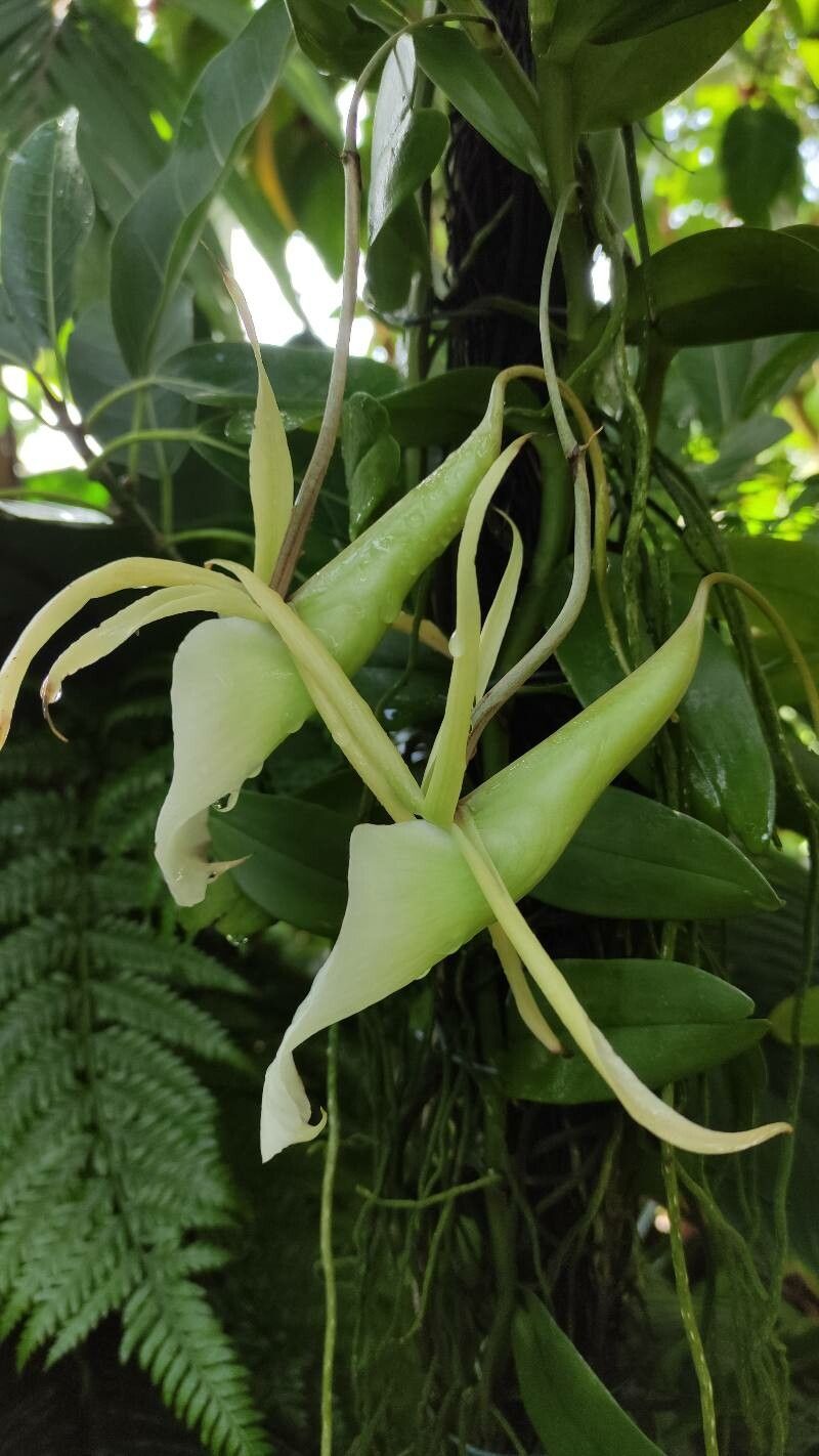 Angraecum eburneum flower