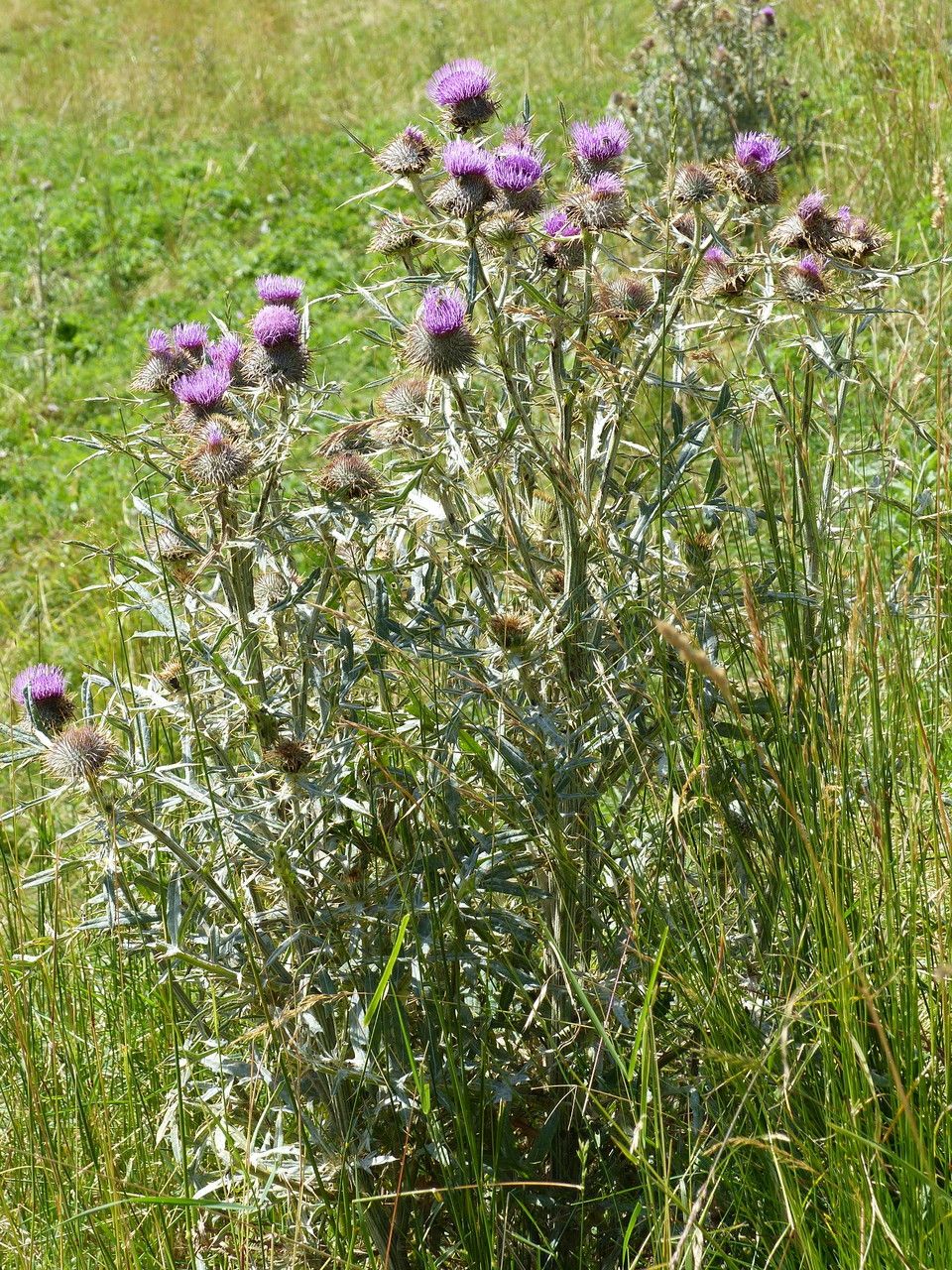 Cirsium morisianum habit