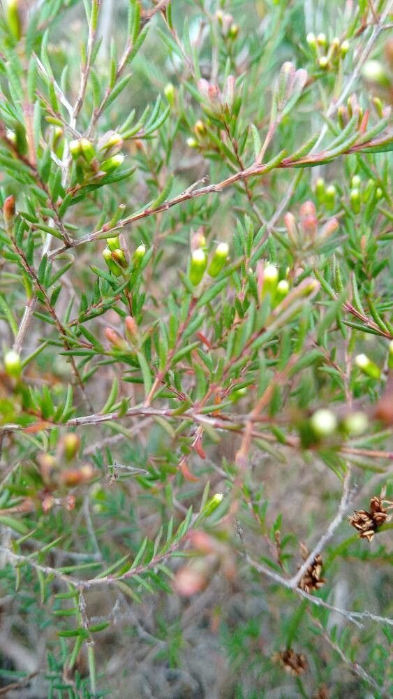 Homoranthus virgatus — related species from the same genus