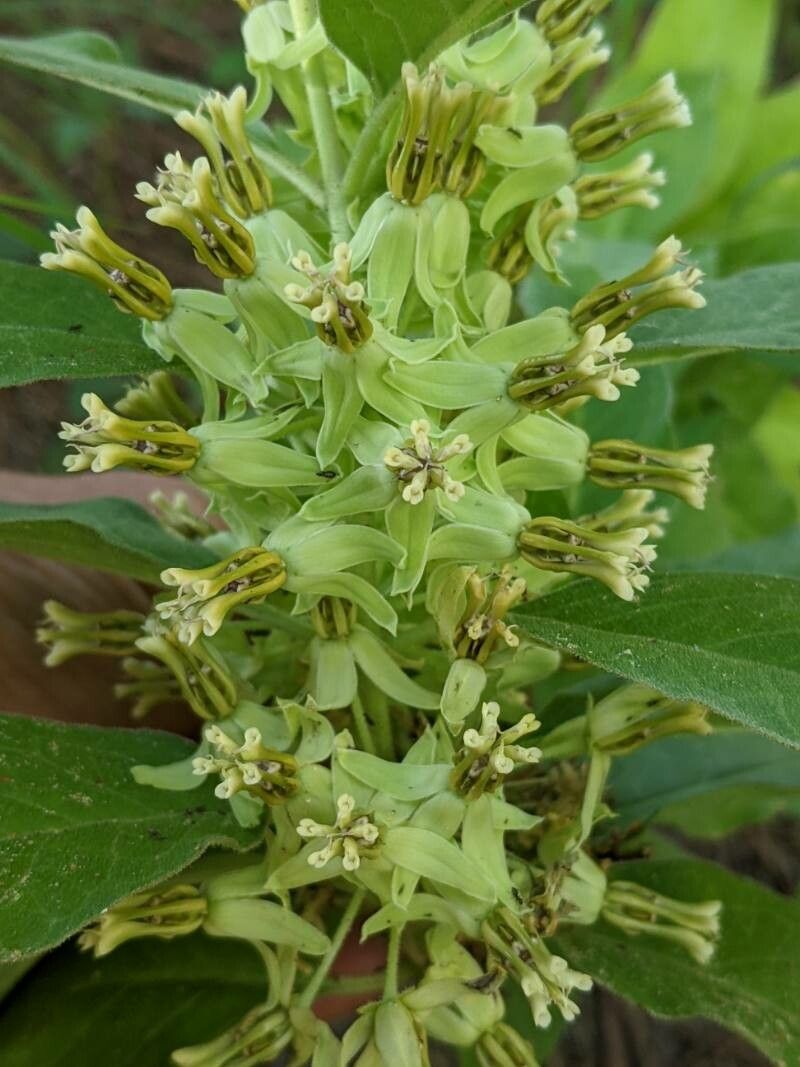 Asclepias viridis flower
