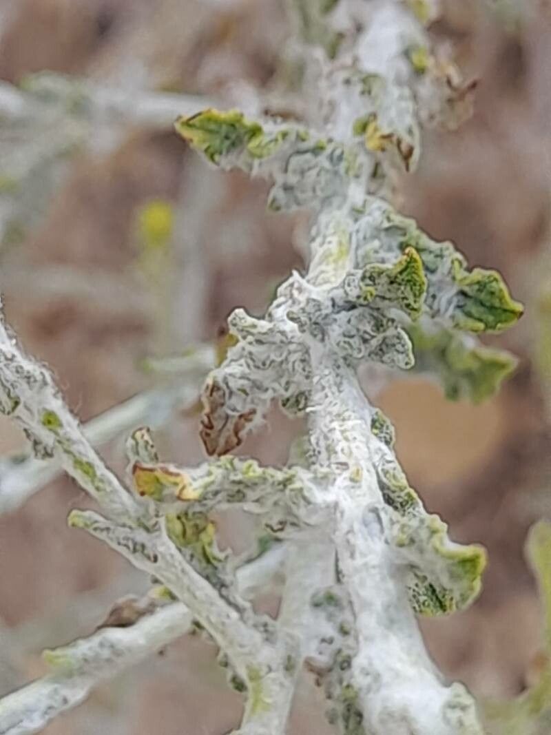 Pulicaria gnaphalodes — houseplant care guide