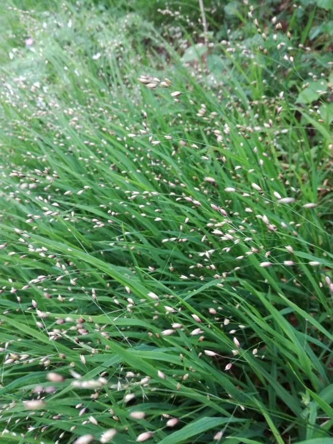 Melica nutans leaf