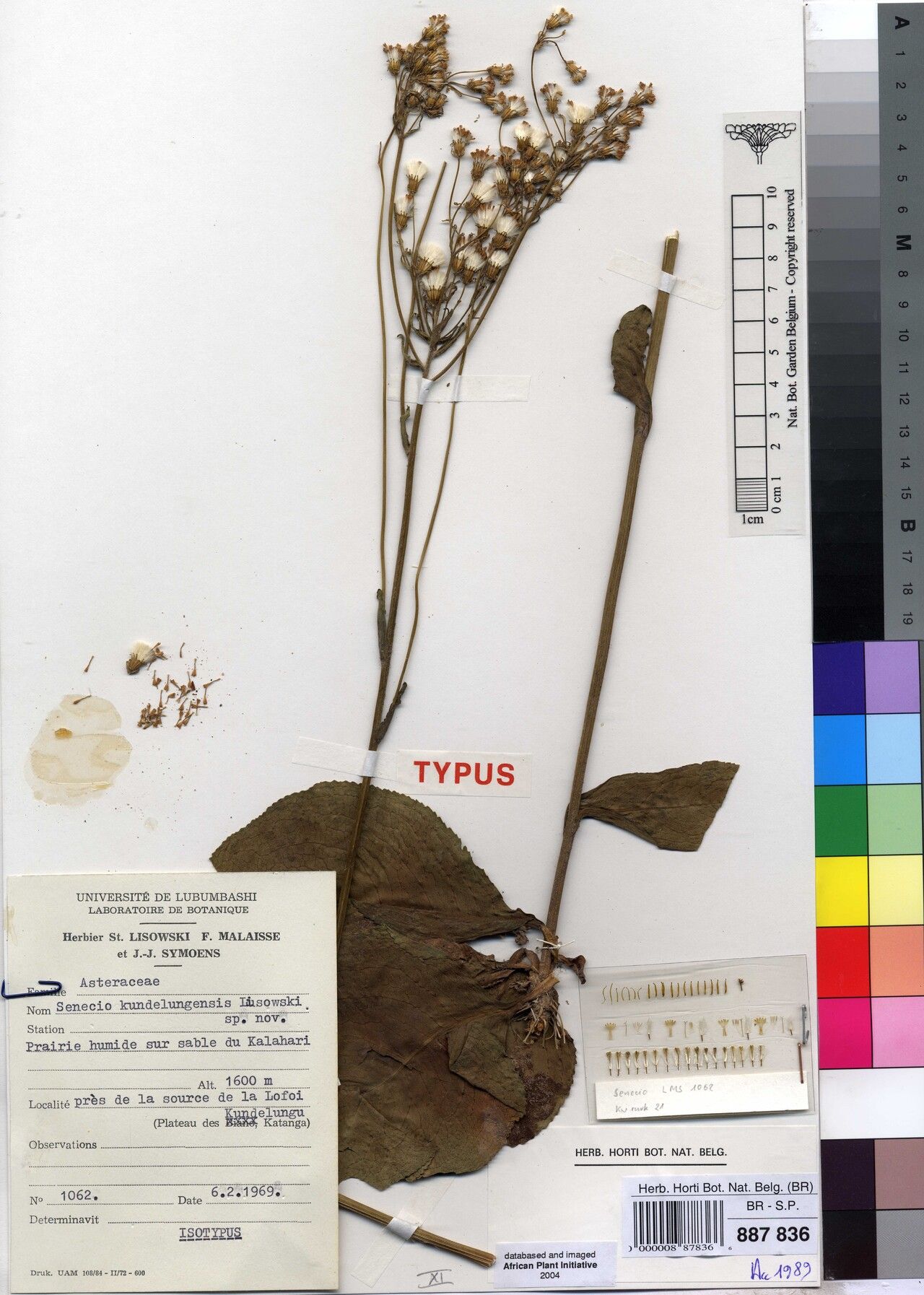 Senecio kundelungensis — houseplant care guide