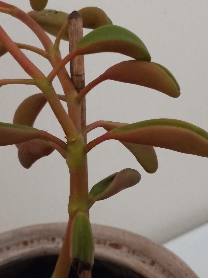 Peperomia graveolens — search result for 'Ecuador'