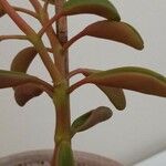 Peperomia graveolens