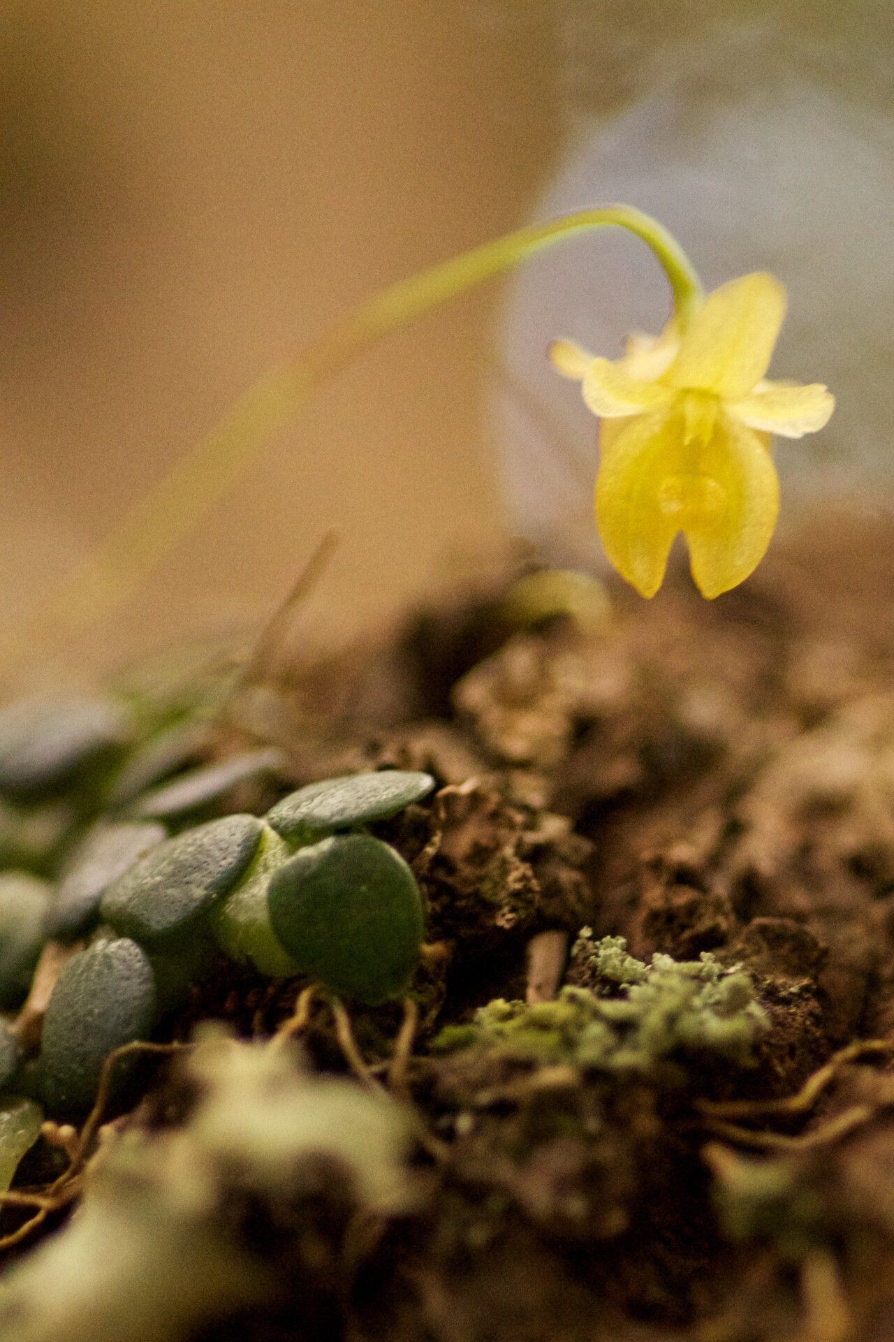 Bulbophyllum sciaphile — houseplant care guide