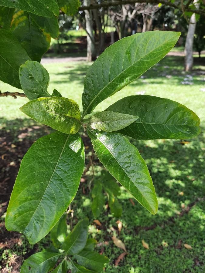 Acnistus arborescens — search result for 'Venezuela'