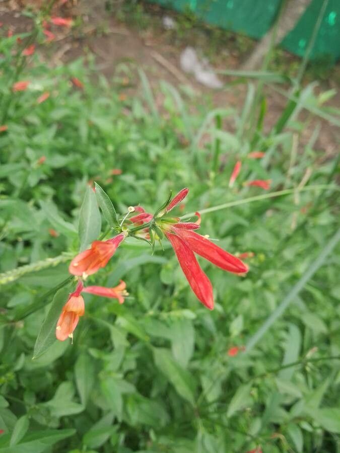 Justicia secunda flower