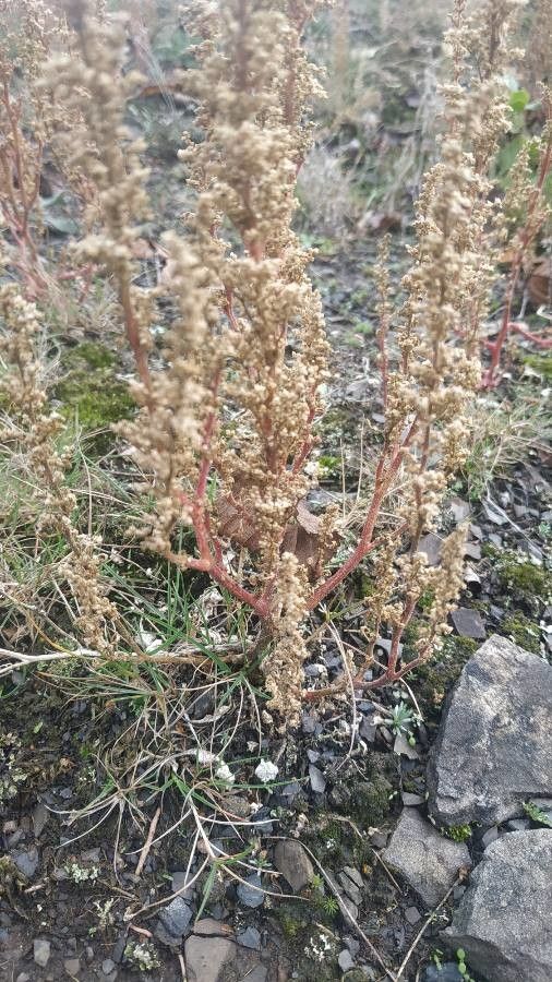 Dysphania botrys fruit