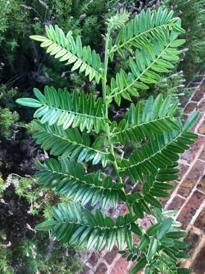 Clianthus puniceus — houseplant care guide