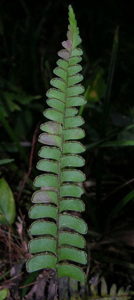 Lindsaea quadrangularis — houseplant care guide