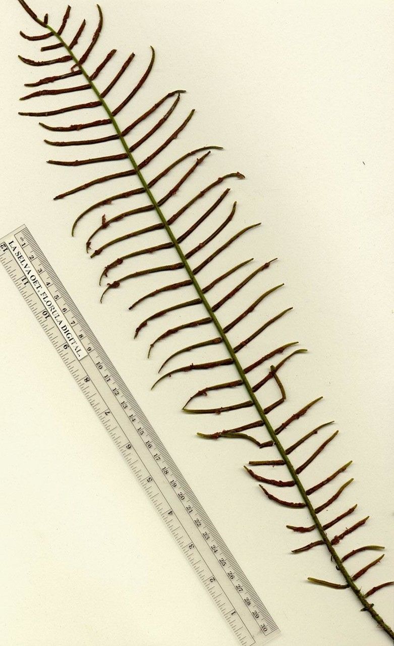 Lomariopsis vestita other