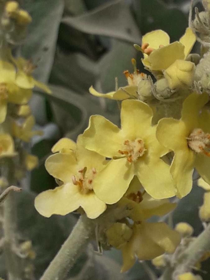 Verbascum olympicum flower