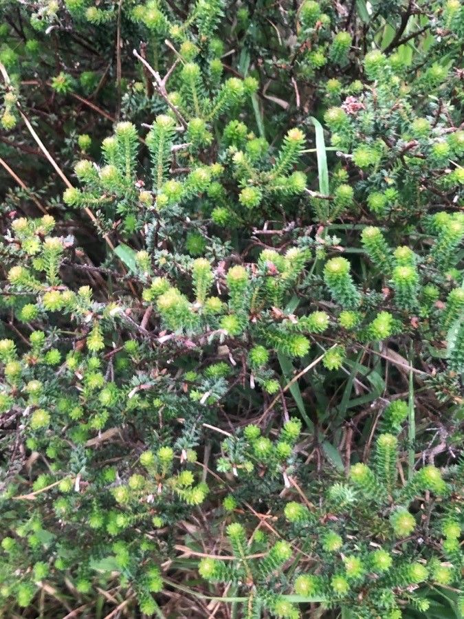Empetrum nigrum leaf