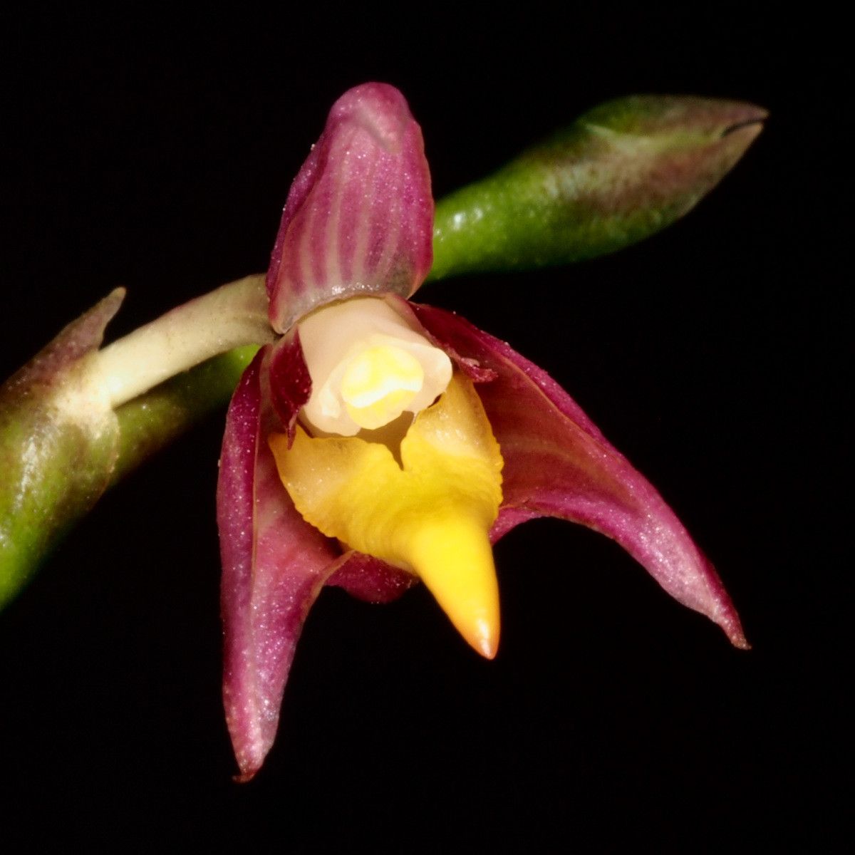 Bulbophyllum comptonii flower