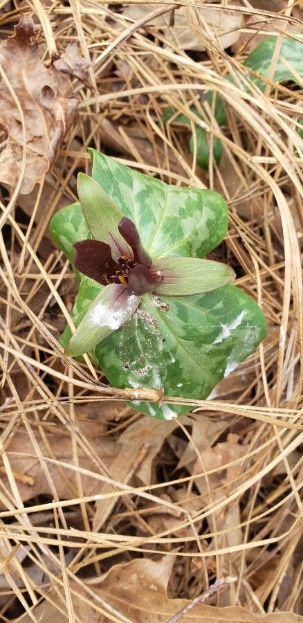 Trillium underwoodii — search result for 'Trillium'