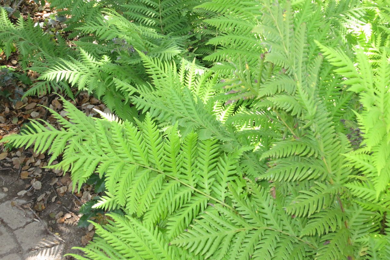 Woodwardia fimbriata habit