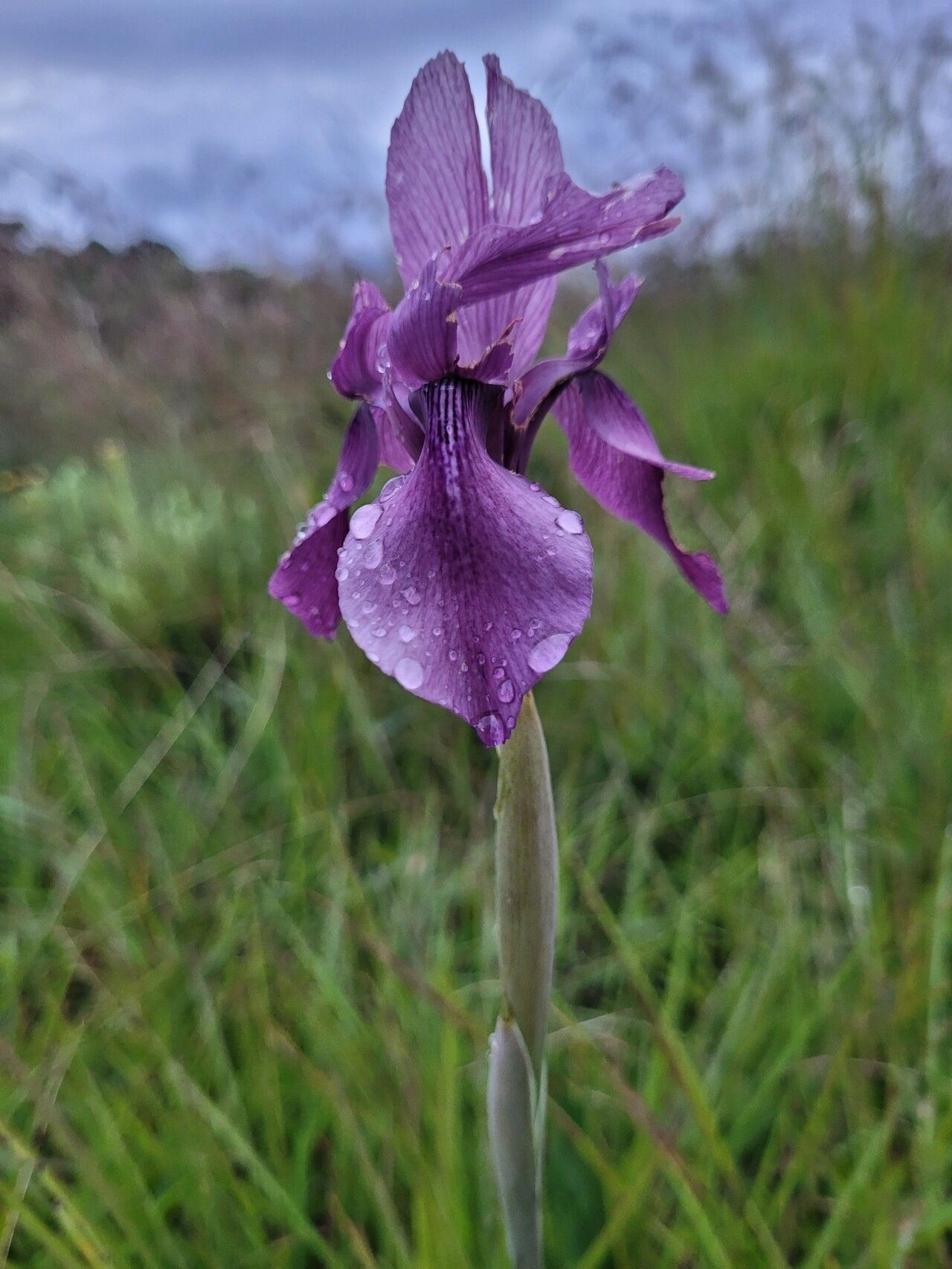 Moraea macrantha — houseplant care guide