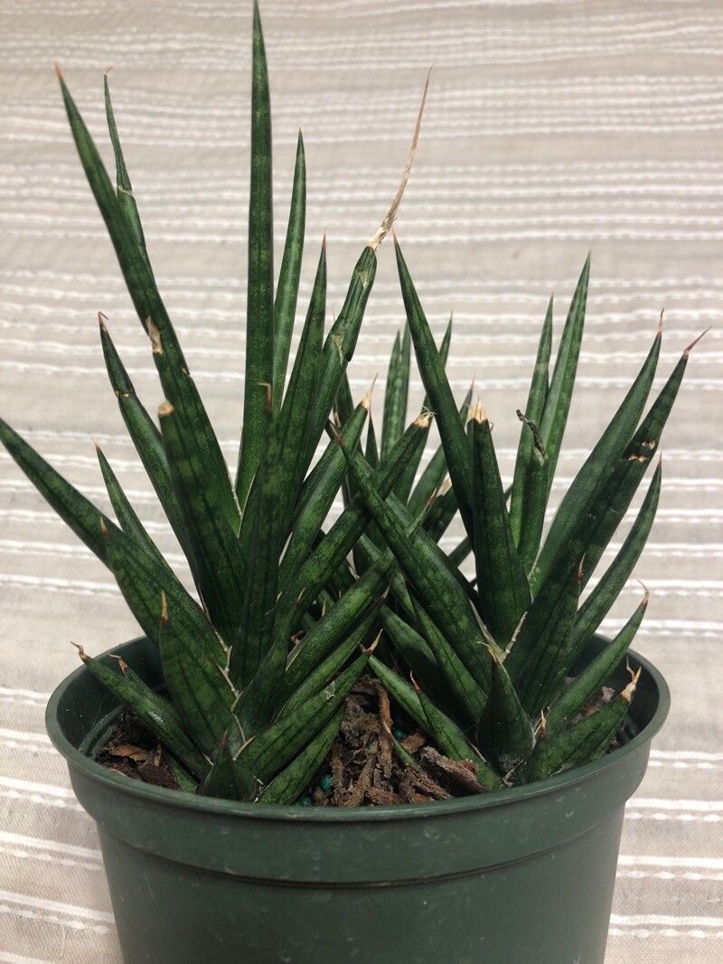 Sansevieria francisii leaf