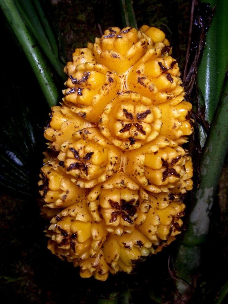 Asplundia multistaminata flower