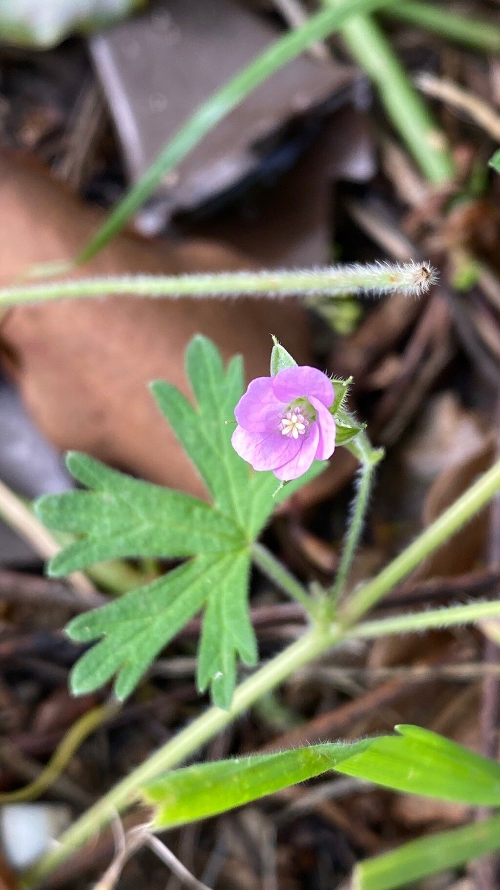 Geranium solanderi flower