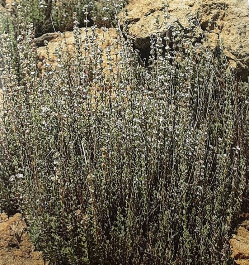 Micromeria lachnophylla habit